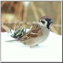 Passer montanus - Feldsperling 09.jpg